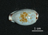 中文名:寬口寶螺(005814-00072)學名:Cypraea cylindrica Born, 1778(005814-00072)