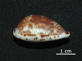 中文名:(005814-00086)學名:Cypraea diluculum (Reeve, 1845)(005814-00086)