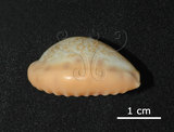 中文名:扁中華寶螺(005848-00011)學名:Cypraea chinensis coloba Melvill, 1888(005848-00011)