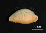 中文名:扁中華寶螺(005848-00011)學名:Cypraea chinensis coloba Melvill, 1888(005848-00011)