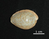 中文名:扁中華寶螺(005848-00011)學名:Cypraea chinensis coloba Melvill, 1888(005848-00011)