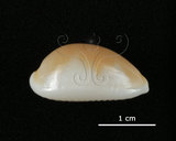 中文名:銀絲寶螺(005814-00065)學名:Cypraea clandestina Linnaeus, 1767(005814-00065)