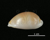 中文名:銀絲寶螺(005814-00065)學名:Cypraea clandestina Linnaeus, 1767(005814-00065)