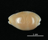 中文名:銀絲寶螺(005814-00065)學名:Cypraea clandestina Linnaeus, 1767(005814-00065)