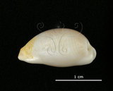 中文名:銀絲寶螺(005848-00027)學名:Cypraea clandestina Linnaeus, 1767(005848-00027)