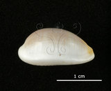 中文名:銀絲寶螺(005848-00027)學名:Cypraea clandestina Linnaeus, 1767(005848-00027)