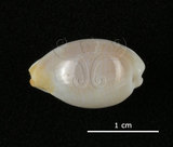 中文名:銀絲寶螺(005848-00027)學名:Cypraea clandestina Linnaeus, 1767(005848-00027)