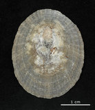 中文名:花笠螺(002411-00211)學名:Cellana toreuma (Reeve, 1855)(002411-00211)