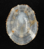 中文名:花笠螺(002411-00216)學名:Cellana toreuma (Reeve, 1855)(002411-00216)