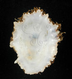 中文名:星笠螺(002831-00037)學名:Scutellastra flexuosa Quoy et Gaimard, 1834(002831-00037)