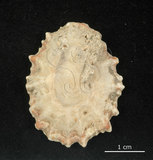 中文名:星笠螺(004800-00048)學名:Scutellastra flexuosa Quoy et Gaimard, 1834(004800-00048)