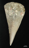 中文名:尖角江珧蛤(002472-00009)學名:Pinna muricata Linnaeus, 1758(002472-00009)