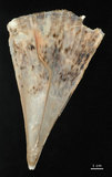 中文名:尖角江珧蛤(002472-00010)學名:Pinna muricata Linnaeus, 1758(002472-00010)
