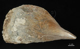 中文名:尖角江珧蛤(002472-00011)學名:Pinna muricata Linnaeus, 1758(002472-00011)
