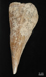 中文名:尖角江珧蛤(002472-00014)學名:Pinna muricata Linnaeus, 1758(002472-00014)