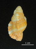 中文名:豔紅美法螺(002411-00132)學名:Cymatium rubeculum (Linnaeus, 1758)(002411-00132)