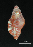 中文名:豔紅美法螺(002639-00199)學名:Cymatium rubeculum (Linnaeus, 1758)(002639-00199)
