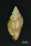 中文名:毛法螺(002411-00125)學名:Cymatium pileare (Linnaeus, 1758)(002411-00125)