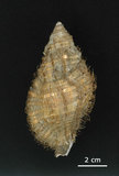 中文名:毛法螺(003604-00007)學名:Cymatium pileare (Linnaeus, 1758)(003604-00007)