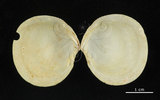 中文名:滿月蛤(002503-00012)學名:Codakia tigerina (Linnaeus, 1758)(002503-00012)