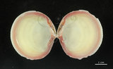 中文名:滿月蛤(002629-00011)學名:Codakia tigerina (Linnaeus, 1758)(002629-00011)