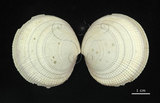 中文名:滿月蛤(002629-00011)學名:Codakia tigerina (Linnaeus, 1758)(002629-00011)