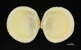 中文名:滿月蛤(003154-00022)學名:Codakia tigerina (Linnaeus, 1758)(003154-00022)