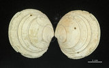 中文名:滿月蛤(003154-00028)學名:Codakia tigerina (Linnaeus, 1758)(003154-00028)