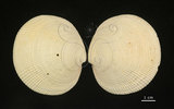 中文名:滿月蛤(003241-00068)學名:Codakia tigerina (Linnaeus, 1758)(003241-00068)