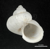 中文名:青山蝸牛(003247-00023)學名:Leptopoma nitidium taivanum taivanum (Moellendorff, 1883)(003247-00023)