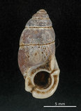 中文名:臺灣豆蝸牛(002639-00067)學名:Pupinella swinhoei H. Adams, 1866(002639-00067)