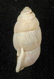 中文名:臺灣豆蝸牛(003247-00025)學名:Pupinella swinhoei H. Adams, 1866(003247-00025)
