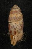 中文名:臺灣豆蝸牛(003604-00037)學名:Pupinella swinhoei H. Adams, 1866(003604-00037)
