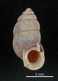 中文名:臺灣豆蝸牛(003722-00016)學名:Pupinella swinhoei H. Adams, 1866(003722-00016)
