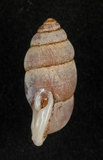 中文名:臺灣豆蝸牛(003722-00016)學名:Pupinella swinhoei H. Adams, 1866(003722-00016)