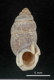 中文名:臺灣豆蝸牛(003783-00025)學名:Pupinella swinhoei H. Adams, 1866(003783-00025)