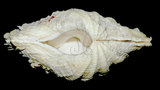 中文名:長硨磲蛤(002503-00016)學名:Tridacna maxima (Roeding, 1798)(002503-00016)