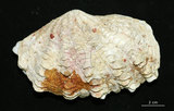 中文名:長硨磲蛤(002503-00030)學名:Tridacna maxima (Roeding, 1798)(002503-00030)
