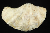 中文名:長硨磲蛤(002831-00053)學名:Tridacna maxima (Roeding, 1798)(002831-00053)