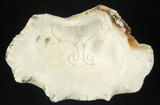 中文名:長硨磲蛤(002831-00053)學名:Tridacna maxima (Roeding, 1798)(002831-00053)