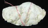 中文名:長硨磲蛤(003928-00007)學名:Tridacna maxima (Roeding, 1798)(003928-00007)