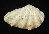 中文名:長硨磲蛤(004962-00033)學名:Tridacna maxima (Roeding, 1798)(004962-00033)
