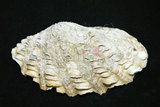中文名:長硨磲蛤(005847-00019)學名:Tridacna maxima (Roeding, 1798)(005847-00019)