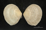中文名:波紋櫻蛤(002503-00054)學名:Quidnipagus palatam (Iredale, 1929)(002503-00054)