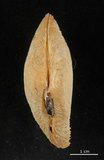 中文名:波紋櫻蛤(002503-00056)學名:Quidnipagus palatam (Iredale, 1929)(002503-00056)
