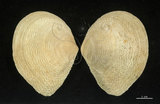 中文名:波紋櫻蛤(002503-00057)學名:Quidnipagus palatam (Iredale, 1929)(002503-00057)