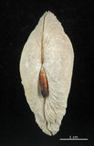 中文名:波紋櫻蛤(002503-00057)學名:Quidnipagus palatam (Iredale, 1929)(002503-00057)