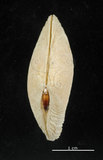 中文名:波紋櫻蛤(002503-00058)學名:Quidnipagus palatam (Iredale, 1929)(002503-00058)