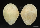 中文名:波紋櫻蛤(002503-00059)學名:Quidnipagus palatam (Iredale, 1929)(002503-00059)