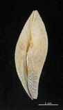 中文名:波紋櫻蛤(002503-00059)學名:Quidnipagus palatam (Iredale, 1929)(002503-00059)